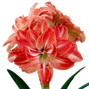 Amaryllis var. Lady Jane