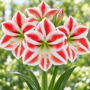 Amaryllis var. Toronto