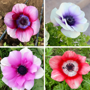 Anémonas var. Rainbow Mix