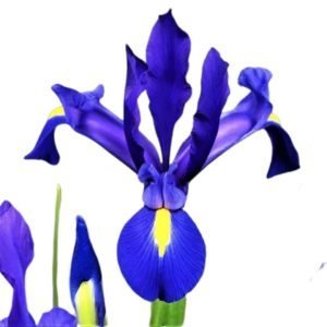 Iris Blue Magic