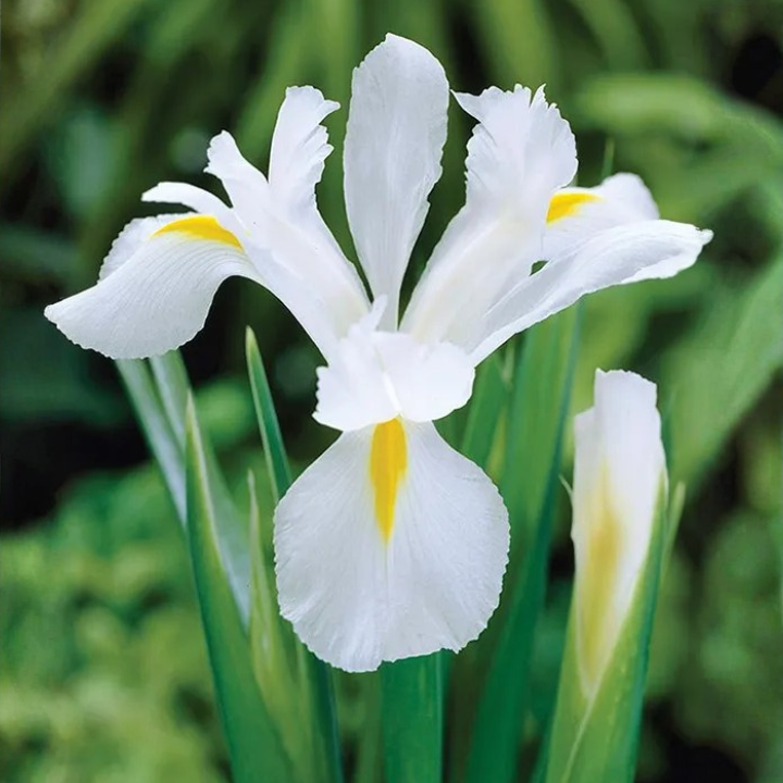 Iris Alaska
