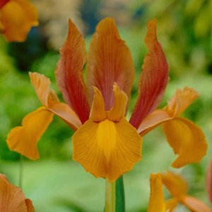 Iris Autumm princess