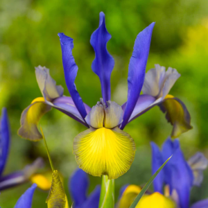 Iris Miss Saigon
