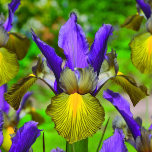Iris Picasso