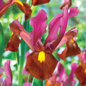 Iris Red Ember