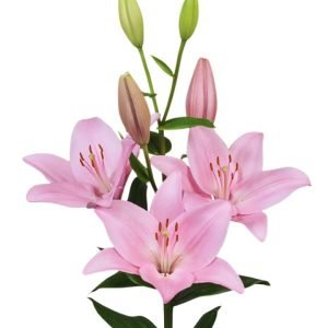 Bulbos de Lilium Rosado
