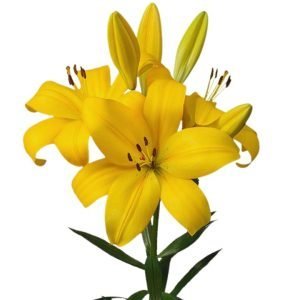 Bulbos de Lilium Amarillo