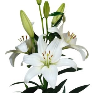 Bulbos de Lilium Blanco