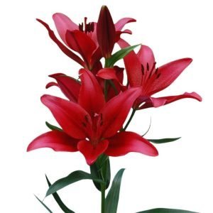 Bulbos de Lilium Rojo