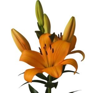 Bulbos de Lilium Naranjo
