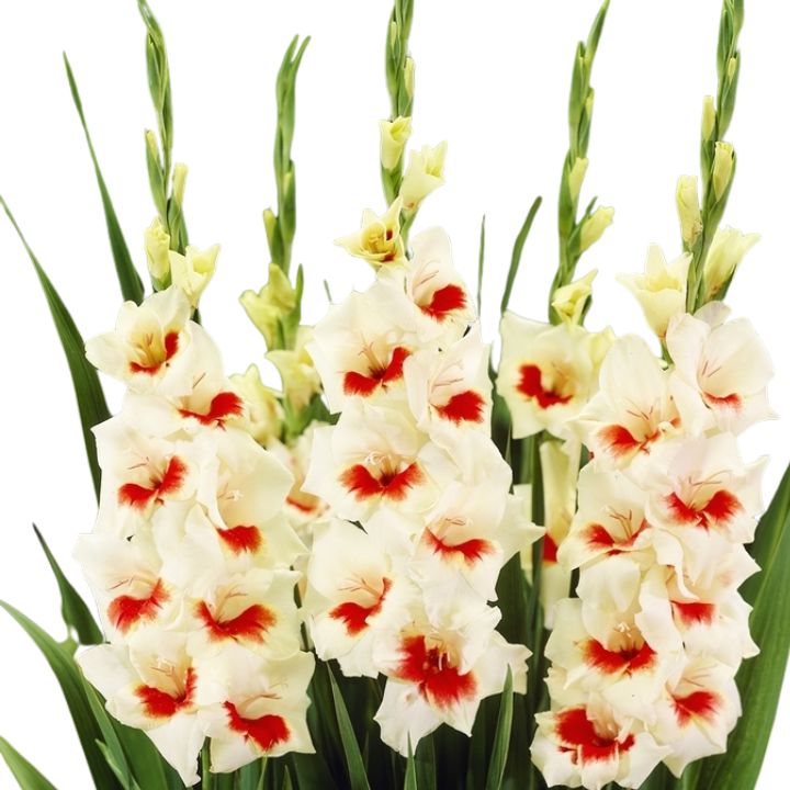 Bulbos Gladiolo Ajax