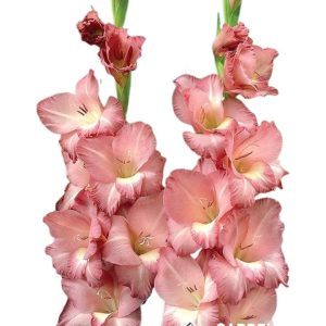 Bulbos Gladiolo Smokey