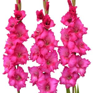 Bulbos Gladiolo Astarte