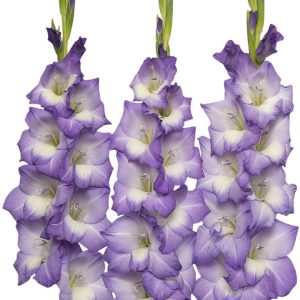 Bulbos Gladiolo Blue Storm