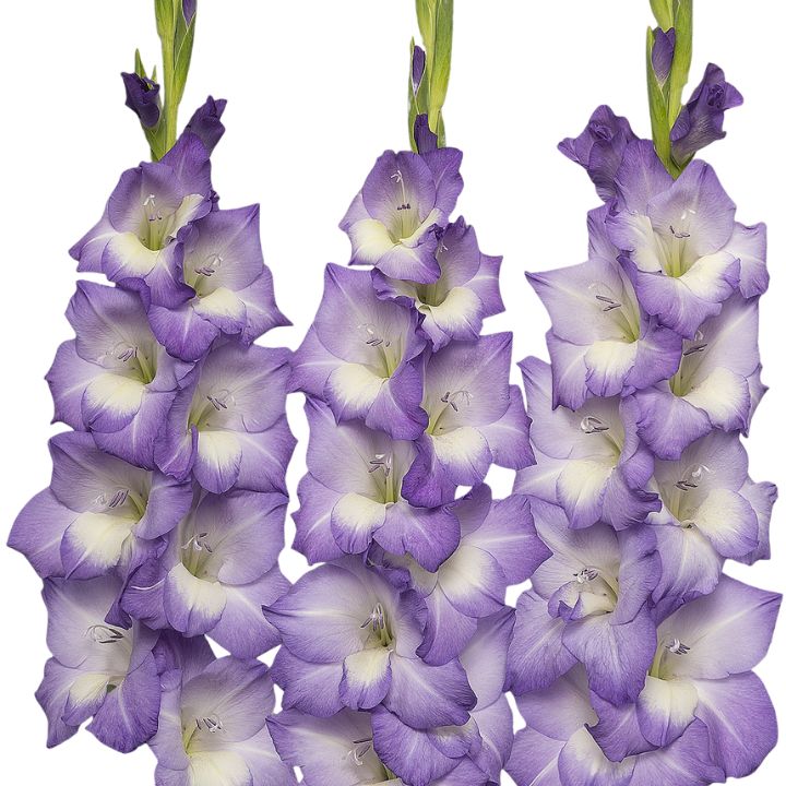 Bulbos Gladiolo Blue Storm