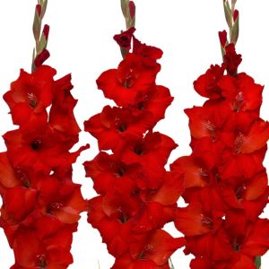 Bulbos Gladiolo var. red Balance