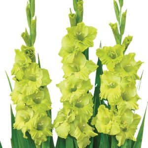 Bulbos Gladiolo var. Green star