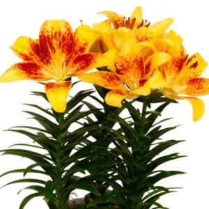 Lilium Pot Tiny Nugget