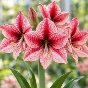 Amaryllis var. Revelation