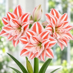 Amaryllis var. Dancing Queen