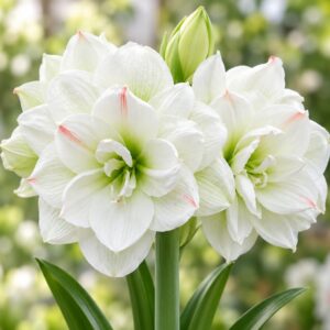Amaryllis var. White Amadeus