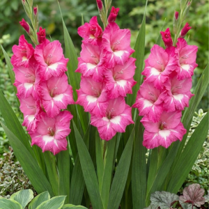 Bulbos Gladiolo var. Lizzi