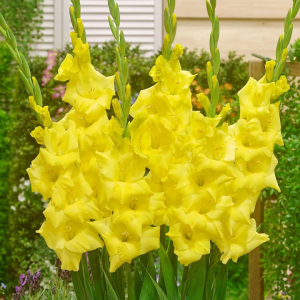Bulbos Gladiolo var. Luna