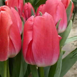 Tulipán variedad Bolroyal Pink