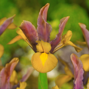 Iris Bronze Riviera