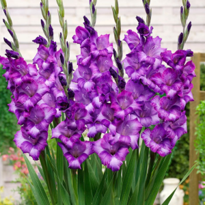 Bulbos Gladiolo var. Kim
