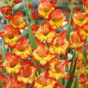 Bulbos Gladiolo var. Las Vegas