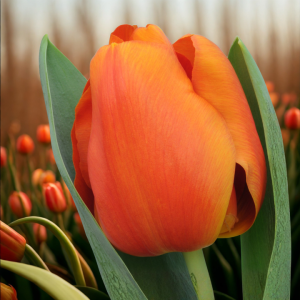 Tulipán var. Morgana