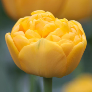 Tulipán var. Nikon