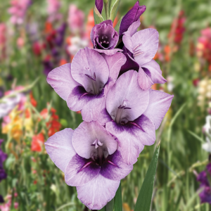 Bulbos Gladiolo var. Tina