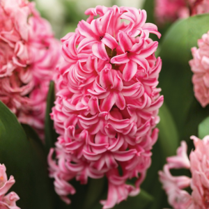 Jacintos var. Pink Surprice