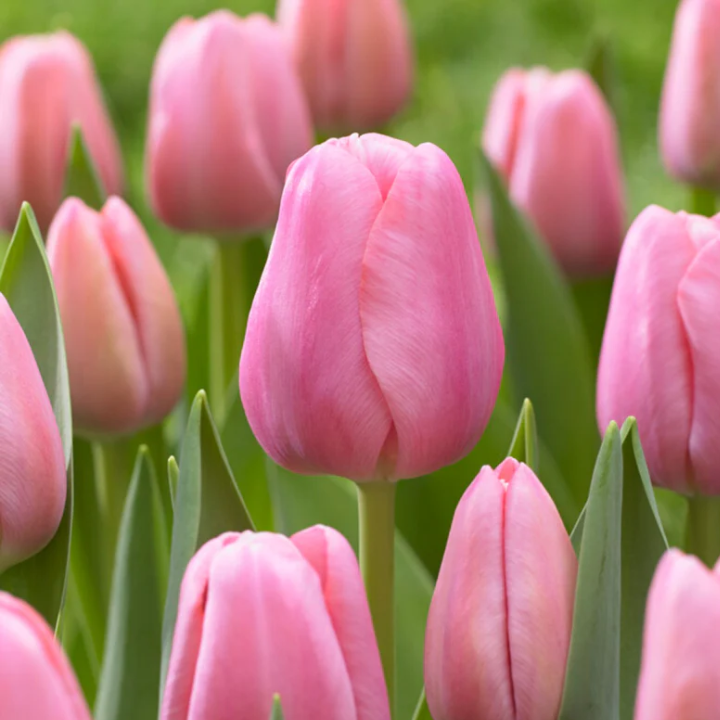 Tulipán var. Tresor