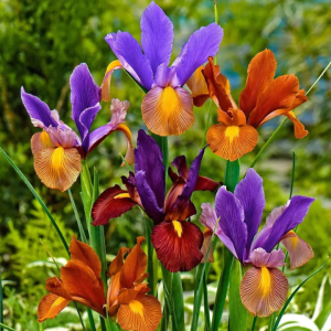 Pack variedades Iris (9 bulbos 1 cu)