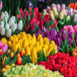Pack completo Tulipanes 20 bulbos todas las variedades!