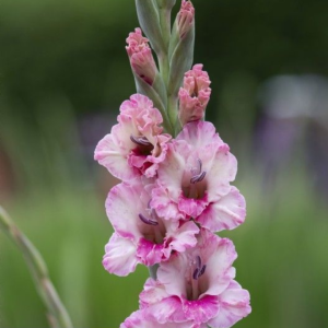 Gladiolo Pink Lace