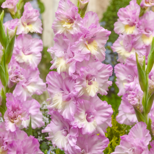 Gladiolo Magenta princess