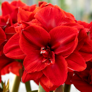 Amaryllis Rojo Doble Malaga