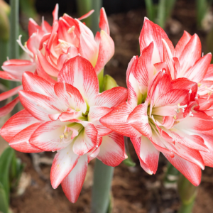 Amaryllis Blossom peacock