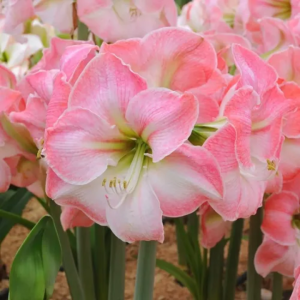 Amaryllis Cherry Blossom