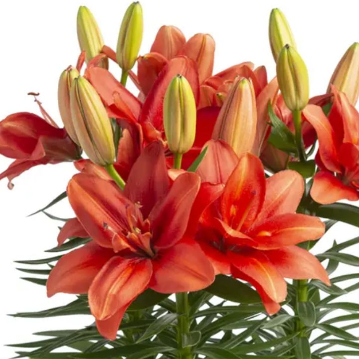 Lilium Doble Pura Amor