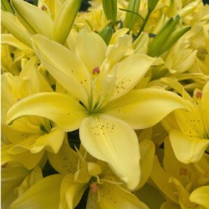 Lilium Doble Pura Luna