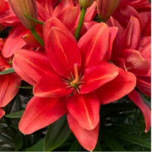 Lilium doble pura Paz