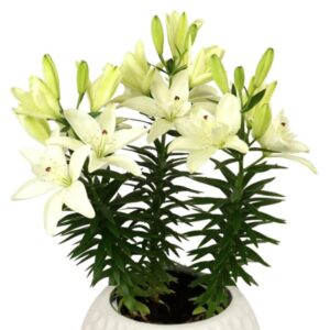 Lilium Doble Pura Puro