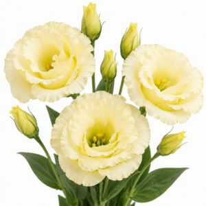 Semillas peletizadas de Lisianthus Yellow