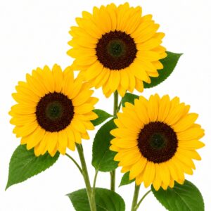 Semillas de girasol de corte Sunshine Max