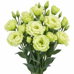 Semillas peletizadas de Lisianthus Lime green